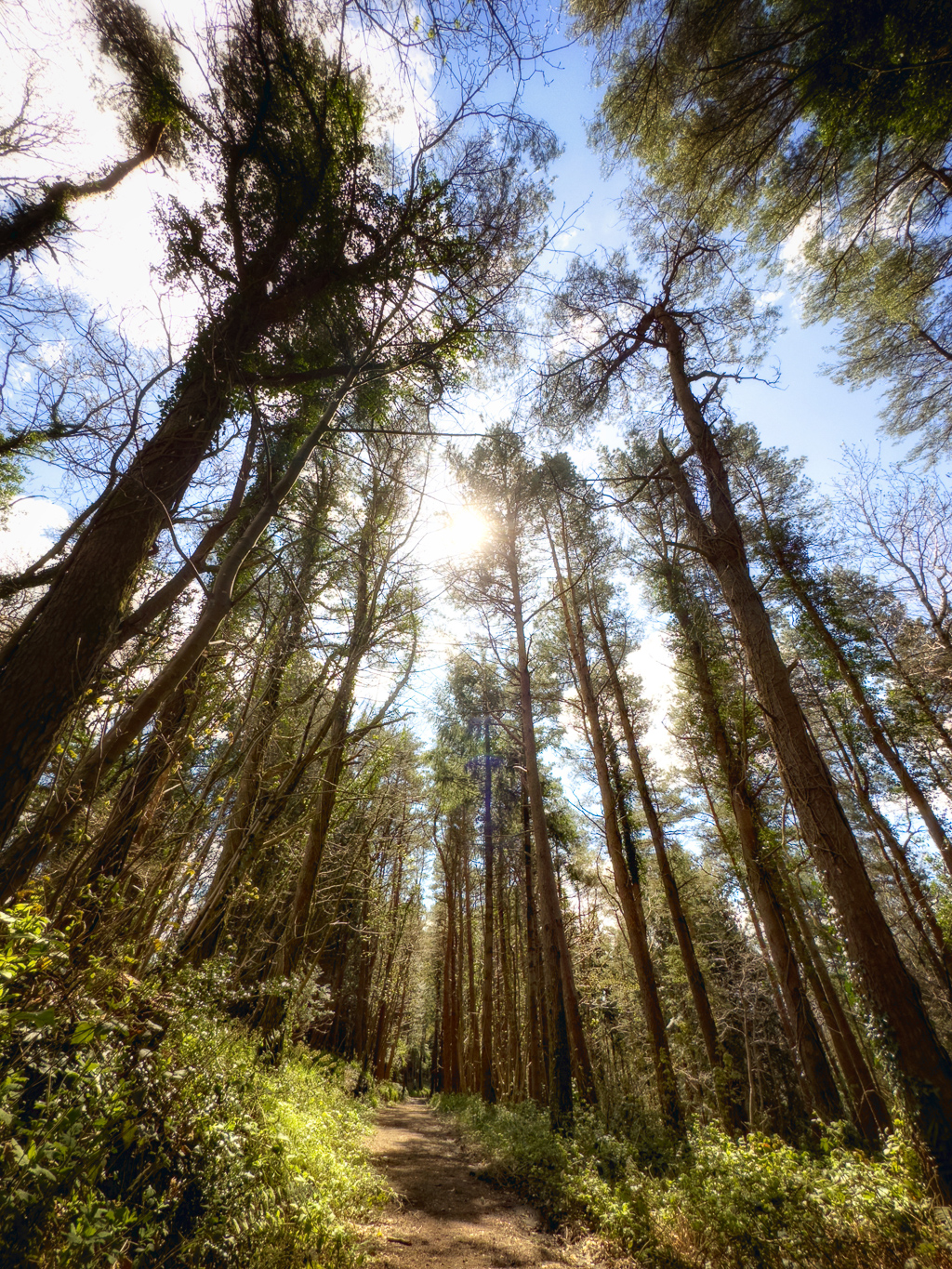 Photo of Woodland in Tamar Trails