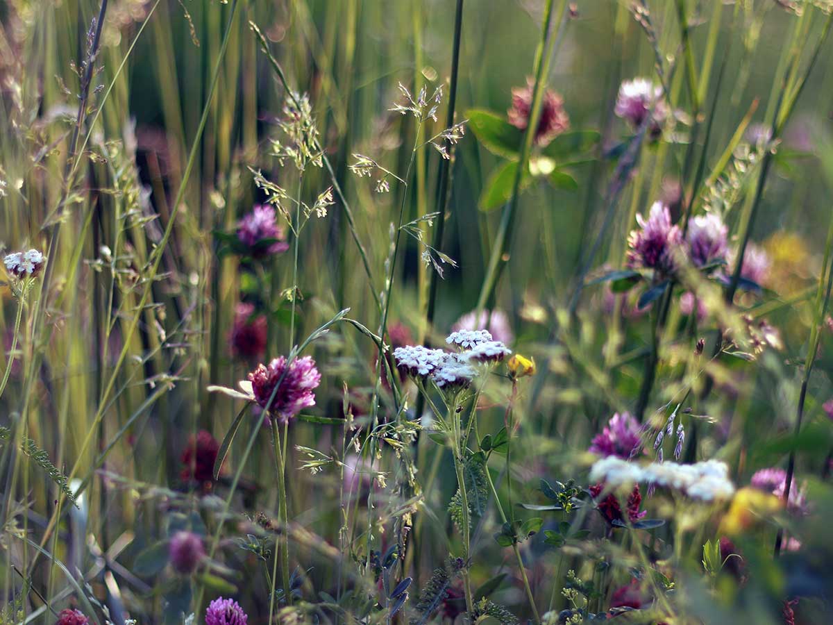 Additional funding confirmed for Farming in Protected Landscapes