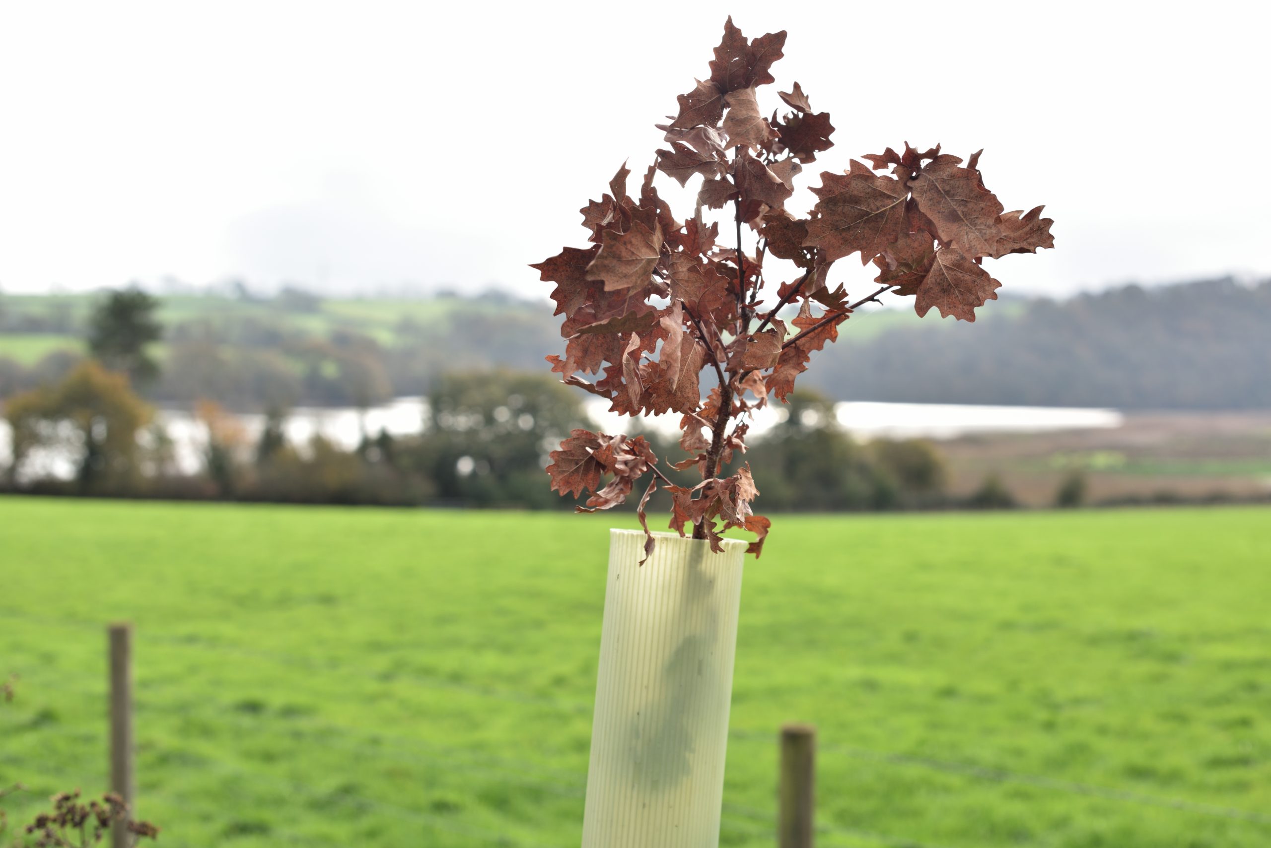 Free trees available