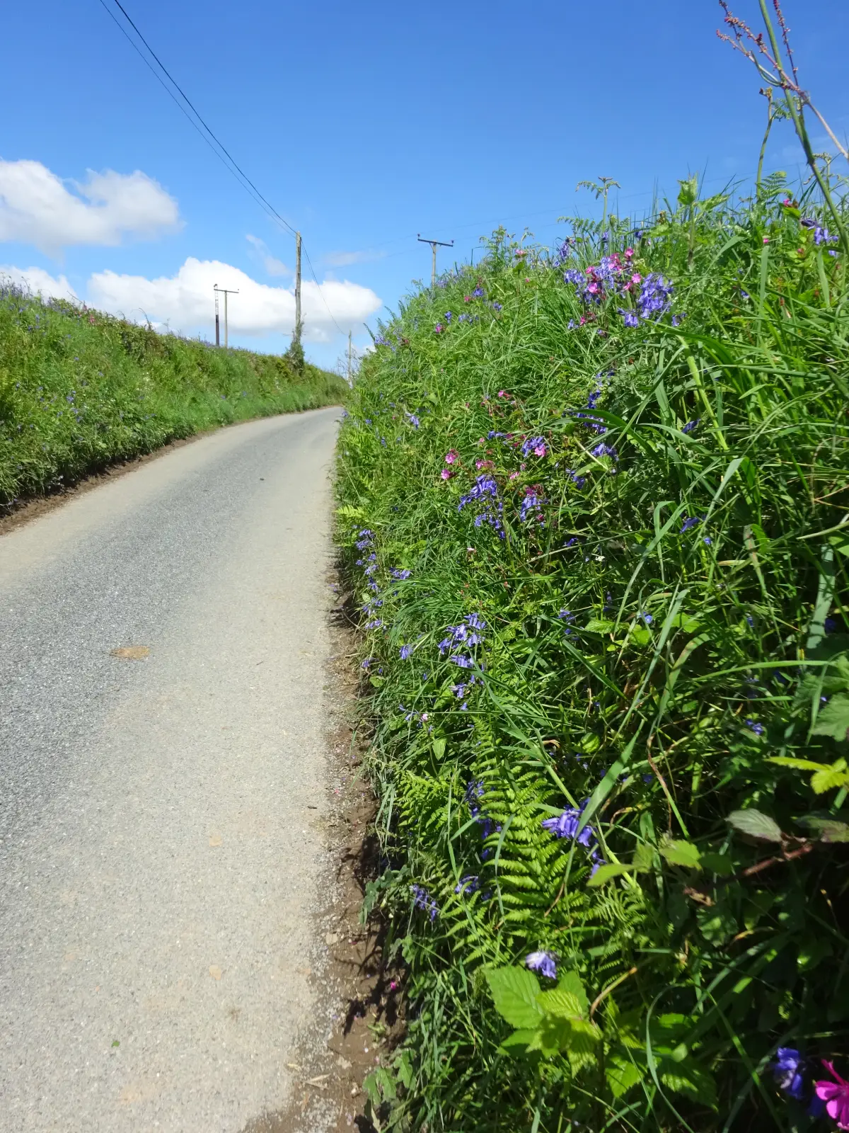 Spring wild flowers on the lane above Helston Farm