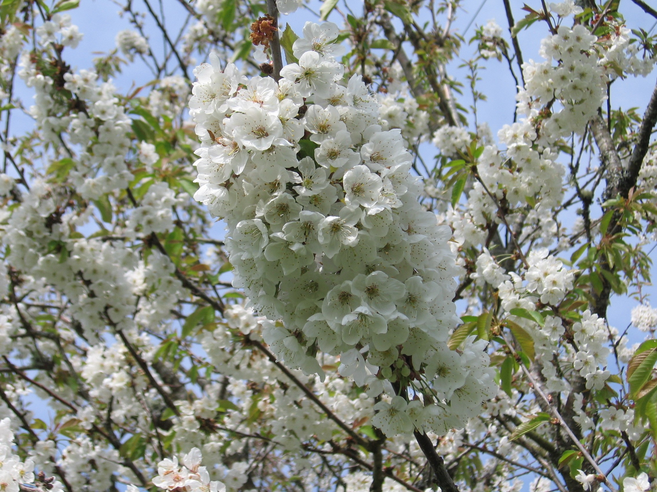 The Beauty of Blossom and Benefits of Hedges – latest Nature Connects podcast released