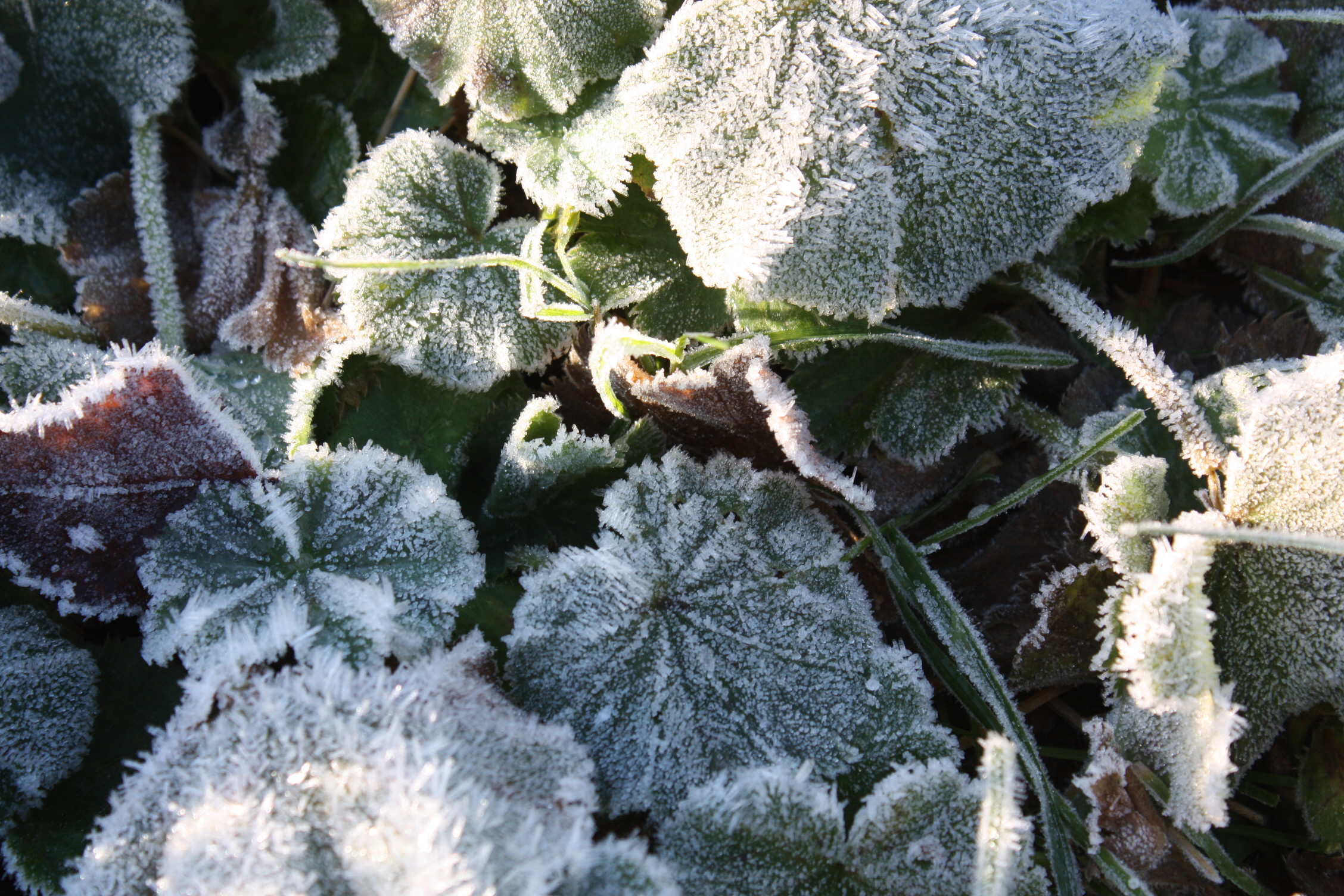 Exploring for Winter Wildlife