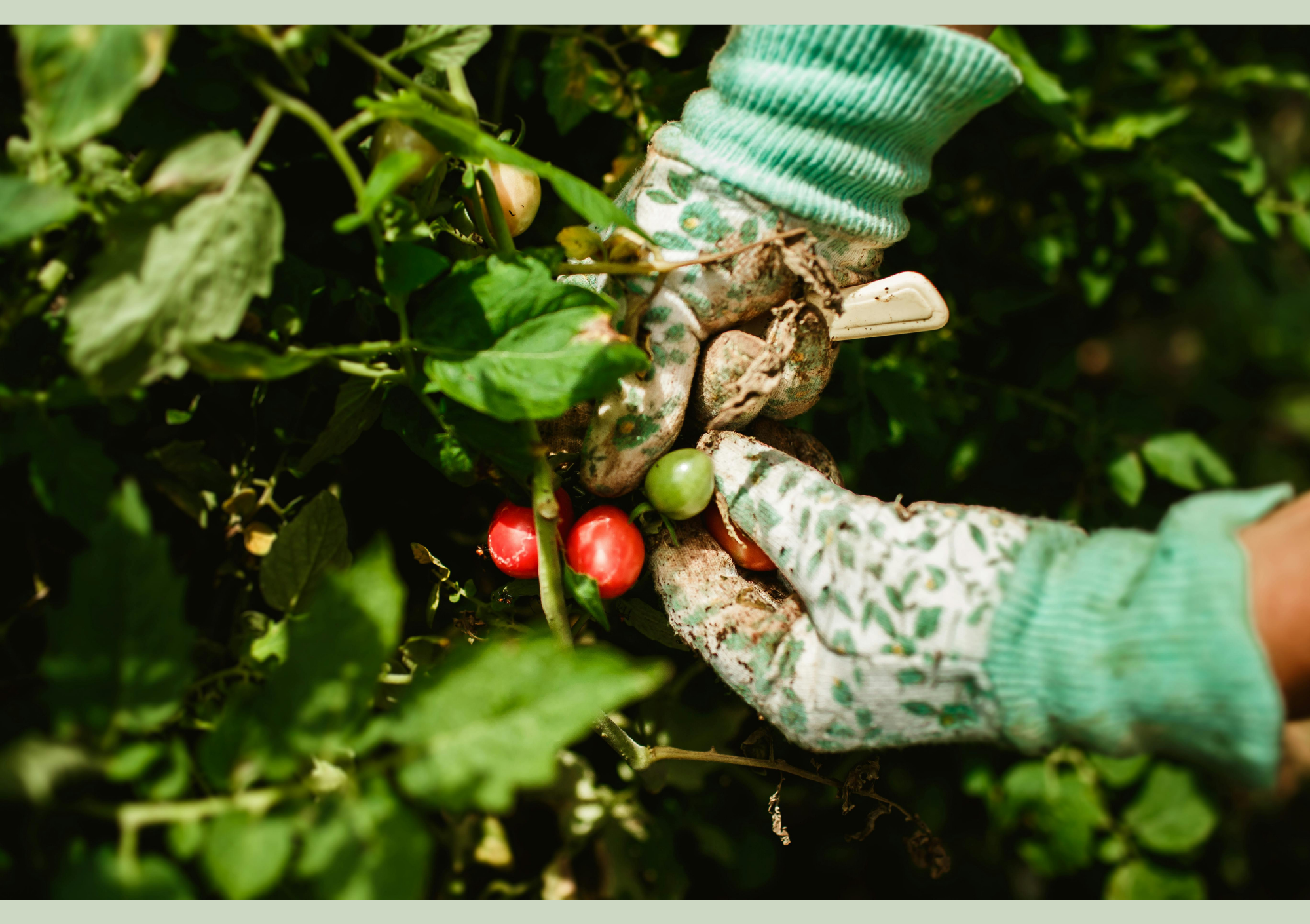 Local Food and Local Impact