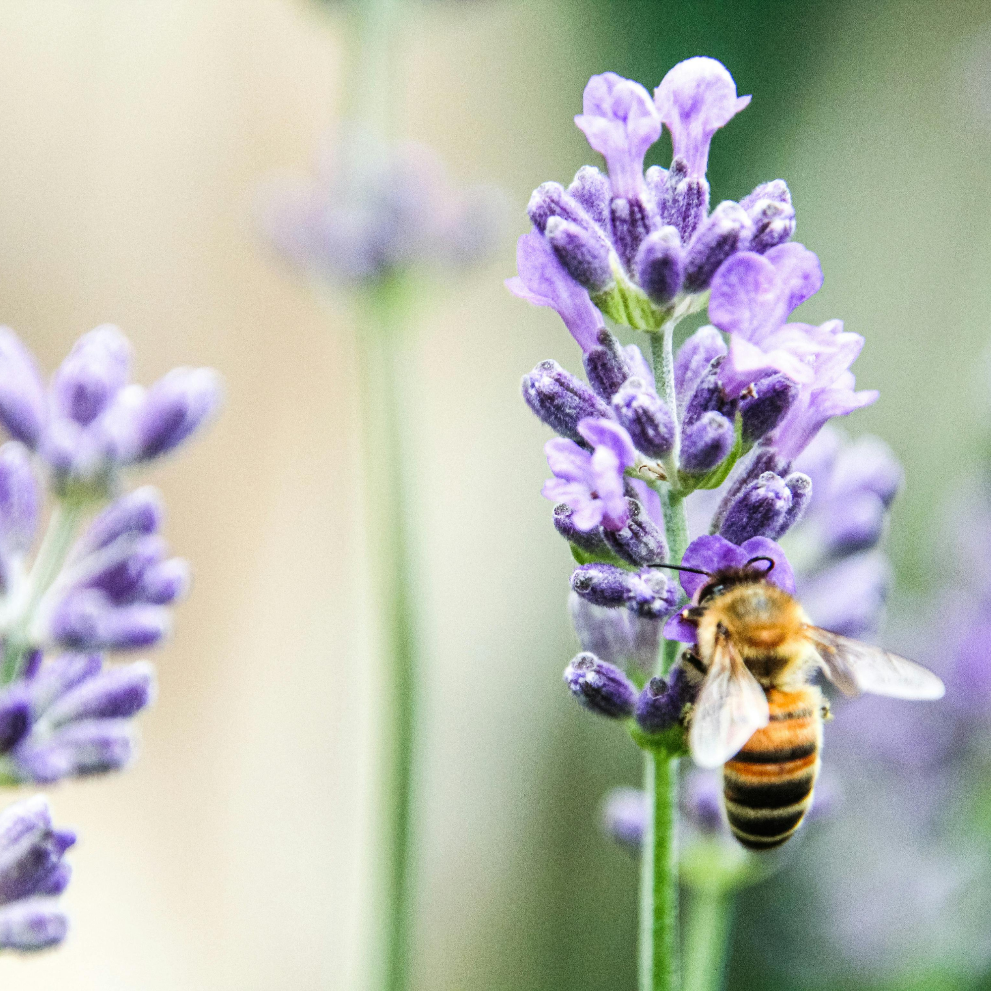3 day Beekeeping for Beginners Course
