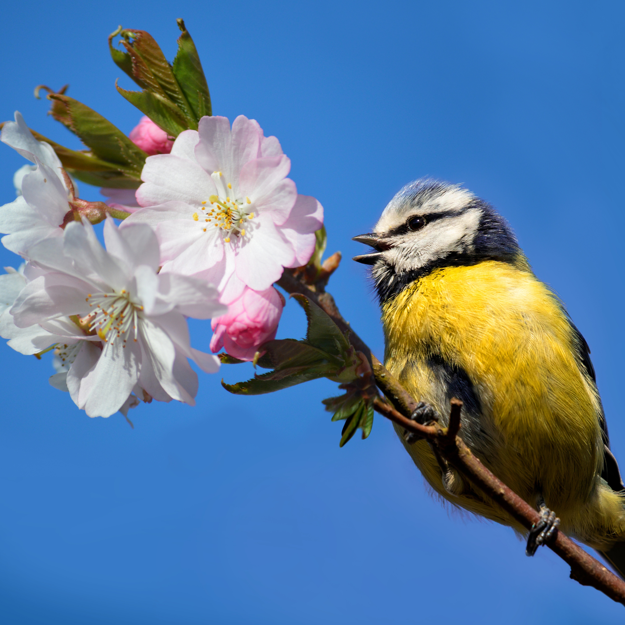 One of our wildlife cameras catches Blue Tits starting a nest
