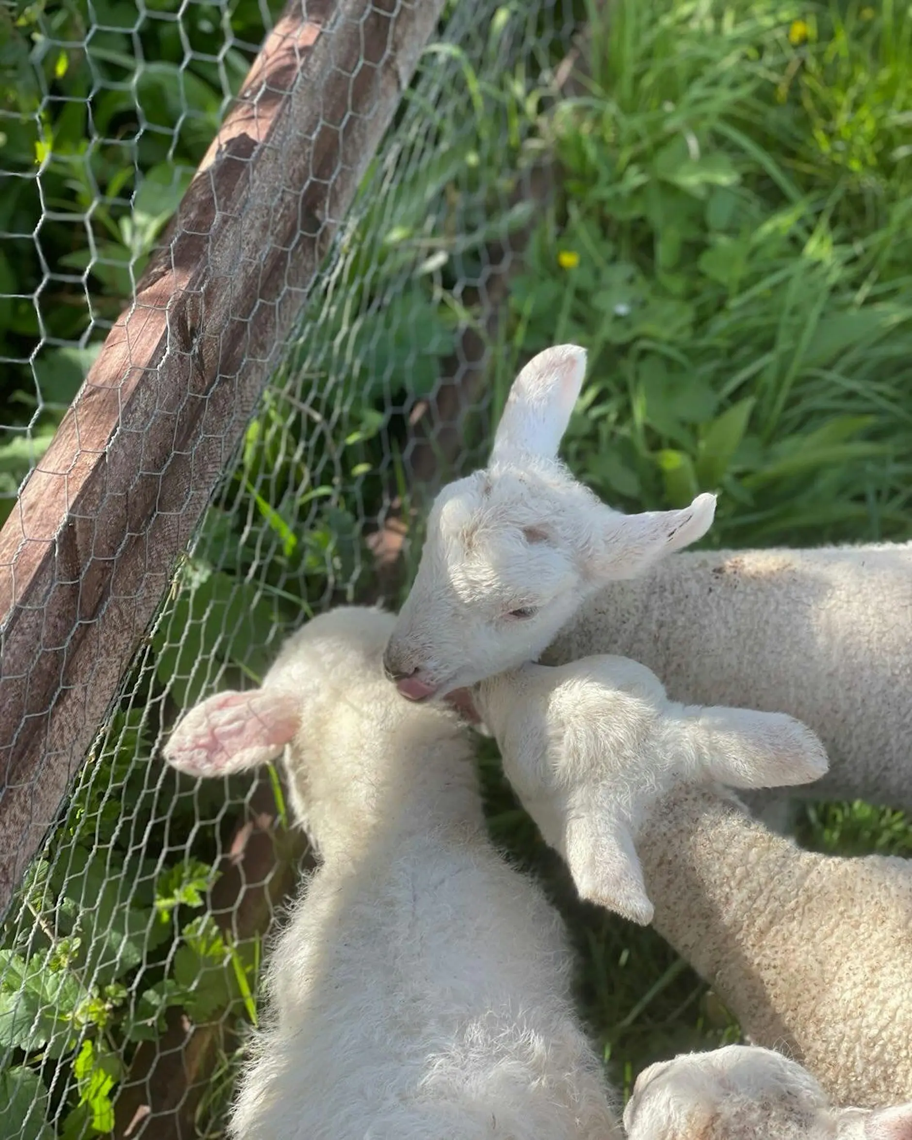Farm visit to Haye-Farm-on-the-River-Tamar